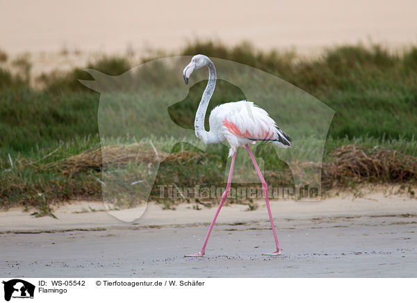 Flamingo / Flamingo / WS-05542