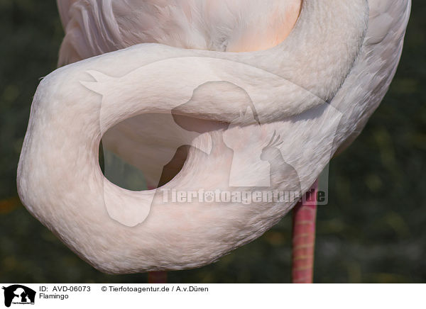 Flamingo / flamingo / AVD-06073