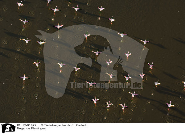 fliegende Flamingos / IG-01879