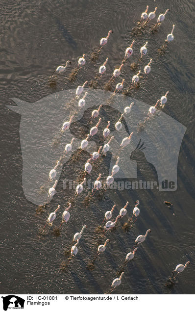 Flamingos / IG-01881