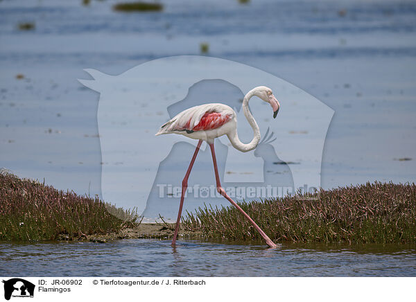 Flamingos / Flamingos / JR-06902