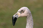 Flamingo Portrait