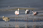 Flamingos