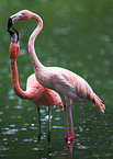 Flamingos