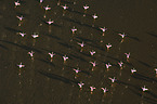 fliegende Flamingos