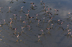 fliegende Flamingos