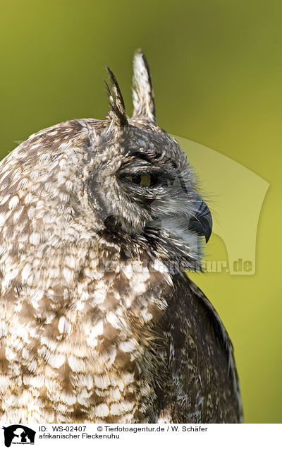 afrikanischer Fleckenuhu / spotted eagle owl / WS-02407
