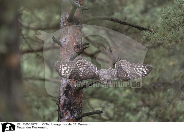 fliegender Fleckenuhu / flying African spotted-eagle owl / PW-05872