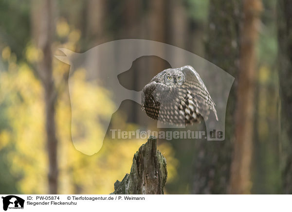 fliegender Fleckenuhu / flying African spotted-eagle owl / PW-05874