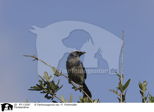 Floridahher / Florida scrub jay / FF-13387