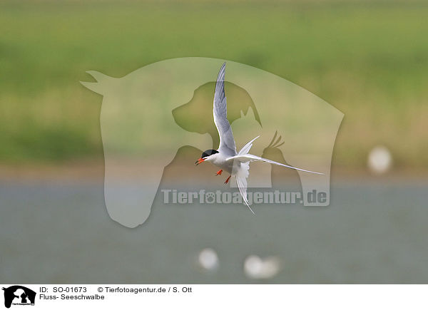Fluss- Seeschwalbe / sea swallow / SO-01673