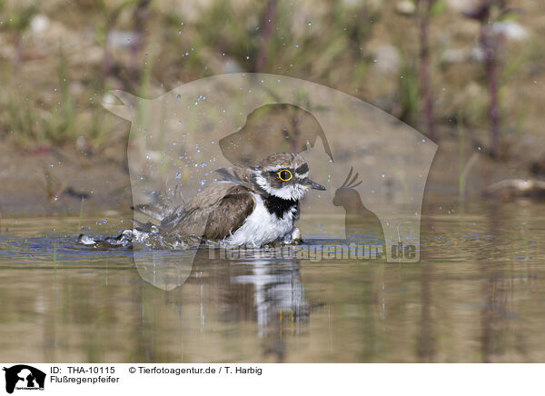 Fluregenpfeifer / little ringed plover / THA-10115