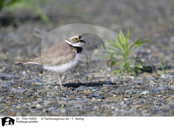 Fluregenpfeifer / little ringed plover / THA-10850