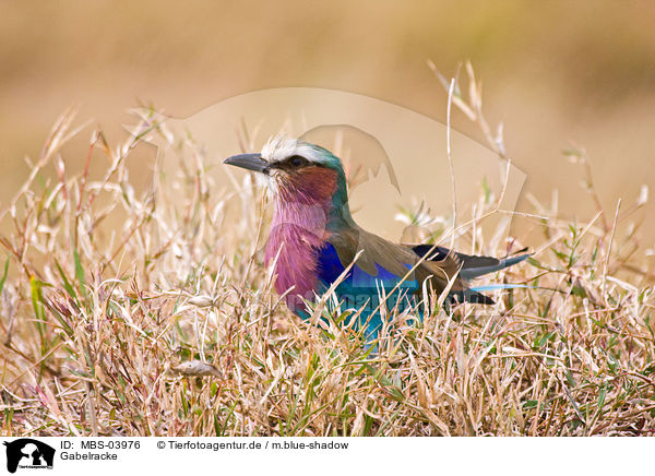 Gabelracke / lac-breasted roller / MBS-03976