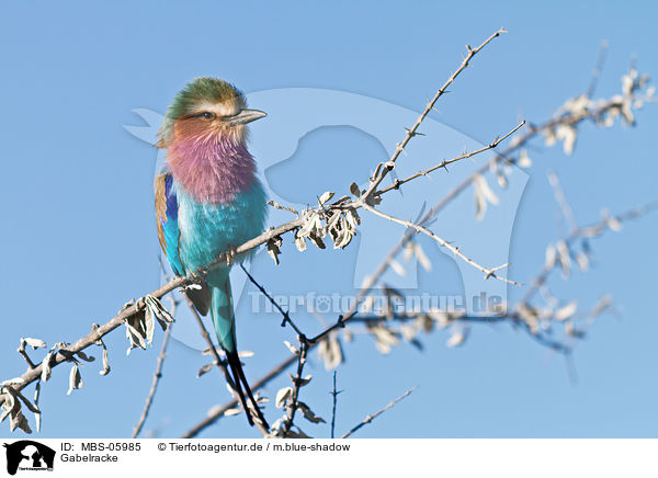 Gabelracke / lilac-breasted roller / MBS-05985