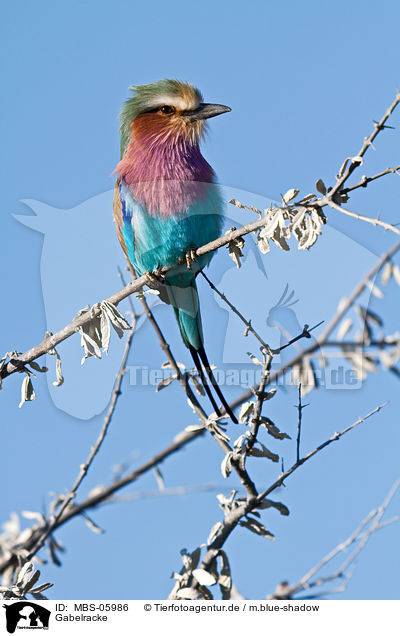Gabelracke / lilac-breasted roller / MBS-05986