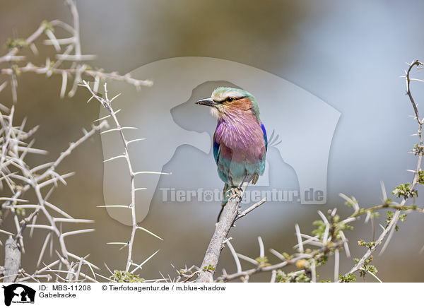 Gabelracke / lilac-breasted roller / MBS-11208