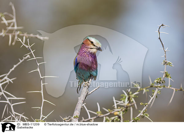 Gabelracke / lilac-breasted roller / MBS-11209