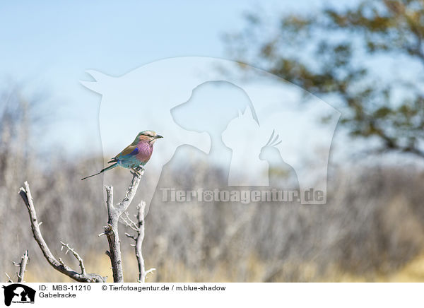 Gabelracke / lilac-breasted roller / MBS-11210
