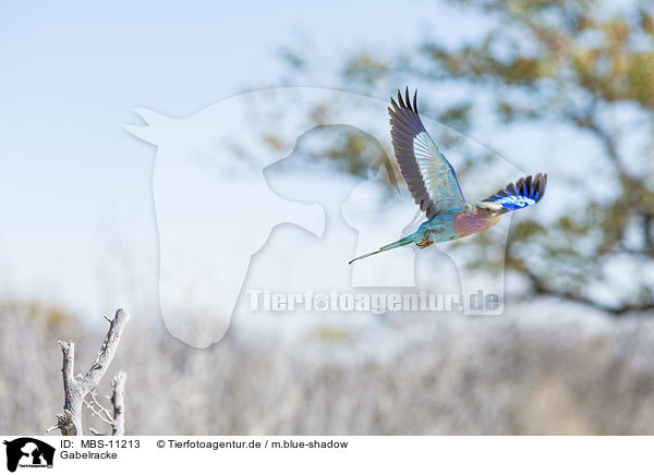 Gabelracke / lilac-breasted roller / MBS-11213