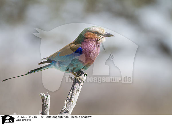 Gabelracke / lilac-breasted roller / MBS-11215