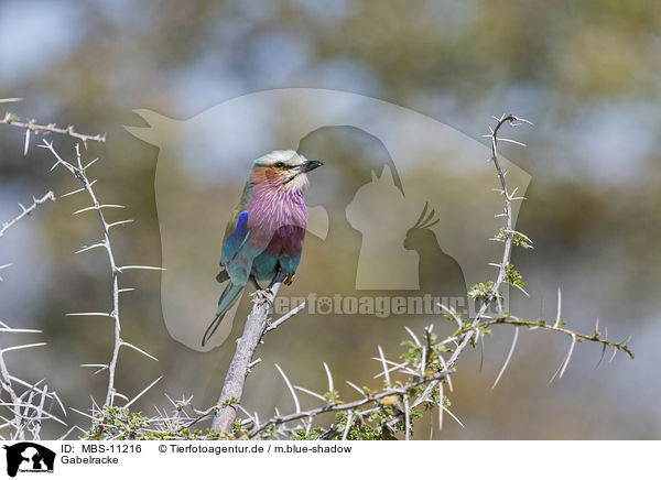 Gabelracke / lilac-breasted roller / MBS-11216