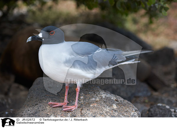 Gabelschwanzmwe / swallow-tailed, gull / JR-02672