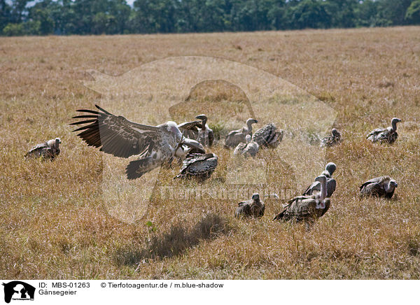 Gnsegeier / griffon vulture / MBS-01263