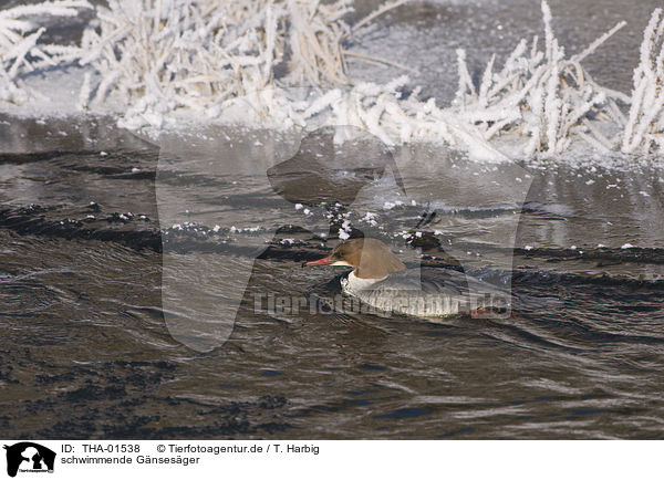 schwimmende Gnsesger / swimming goosander / THA-01538