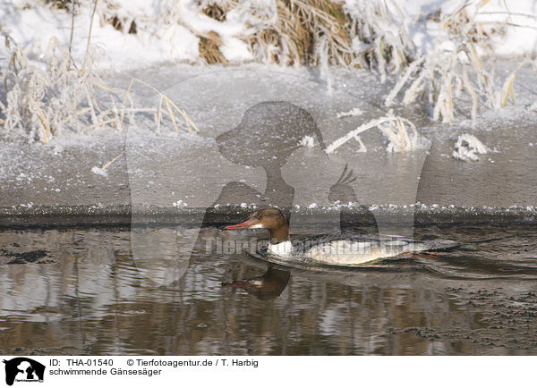 schwimmende Gnsesger / swimming goosander / THA-01540