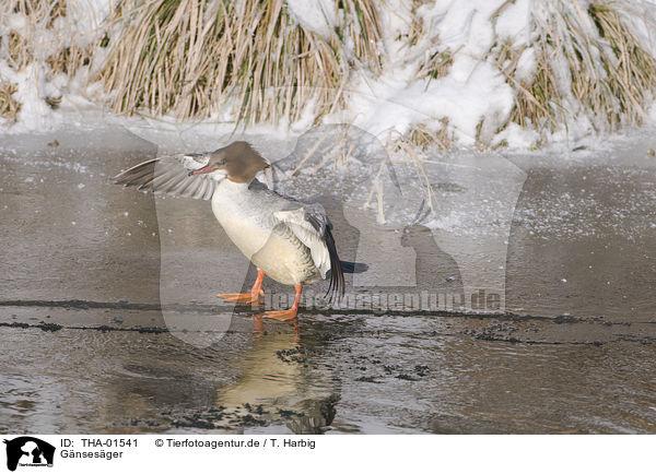 Gnsesger / goosander / THA-01541