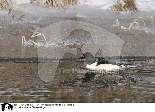 schwimmende Gnsesger / swimming goosander / THA-01543