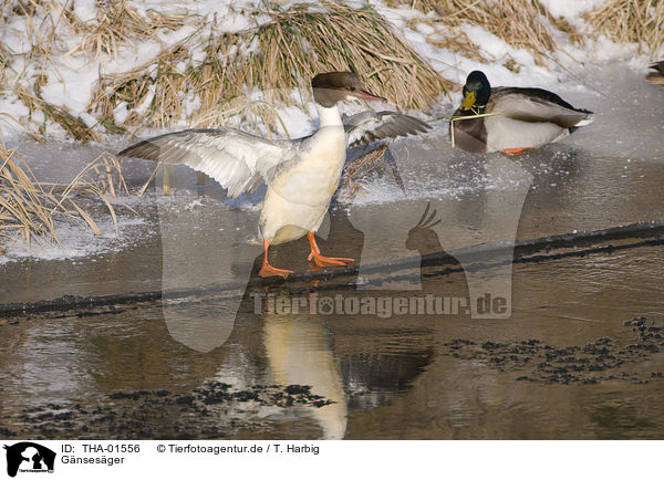 Gnsesger / goosander / THA-01556