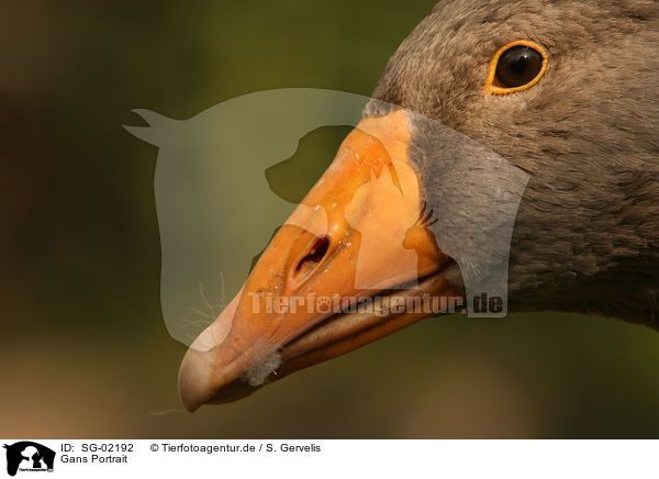 Gans Portrait / goose portrait / SG-02192