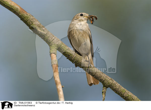 Gartenrotschwanz / common redstart / THA-01563