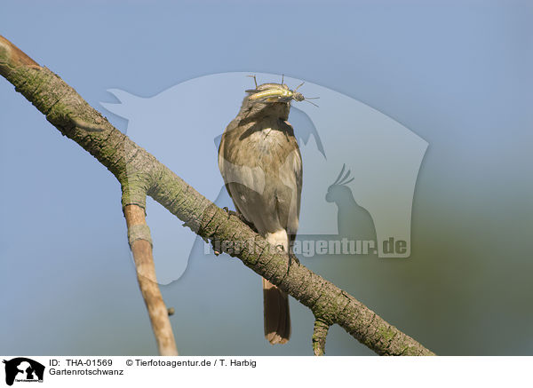 Gartenrotschwanz / common redstart / THA-01569