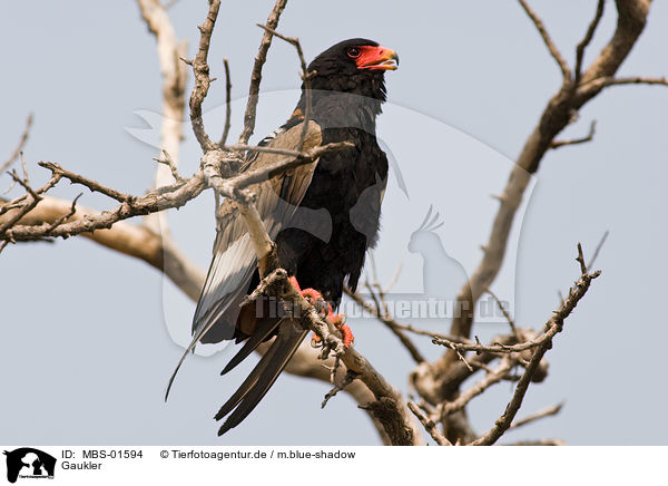 Gaukler / bateleur / MBS-01594