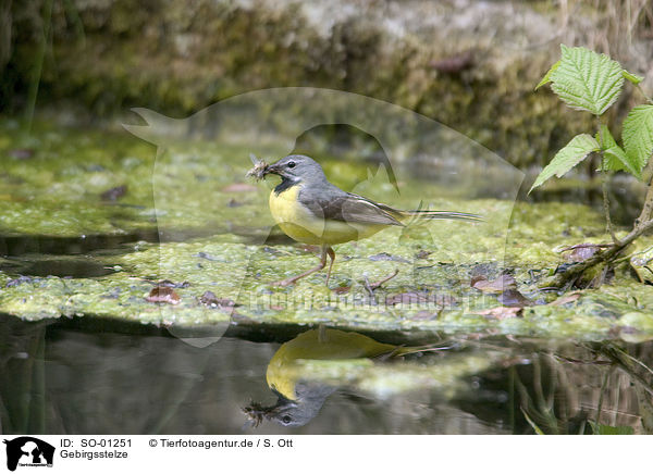 Gebirgsstelze / gray wagtail / SO-01251