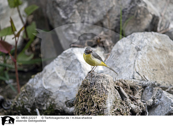 sitzende Gebirgsstelze / sitting Grey Wagtail / MBS-22227