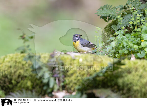 Gebirgsstelze / grey wagtail / WS-10596