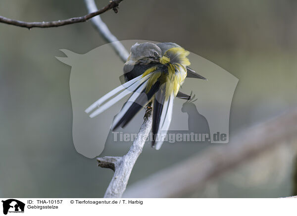 Gebirgsstelze / grey wagtail / THA-10157