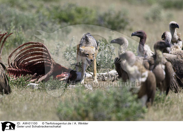 Geier und Schabrackenschakal / vulture and black-backed jackal / AW-01100