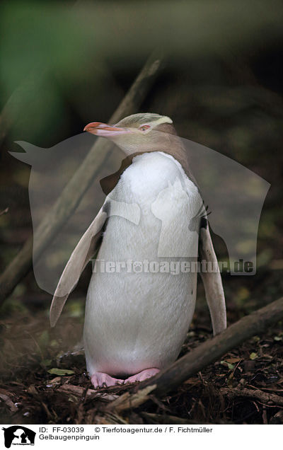 Gelbaugenpinguin / yellow-eyed penguin / FF-03039