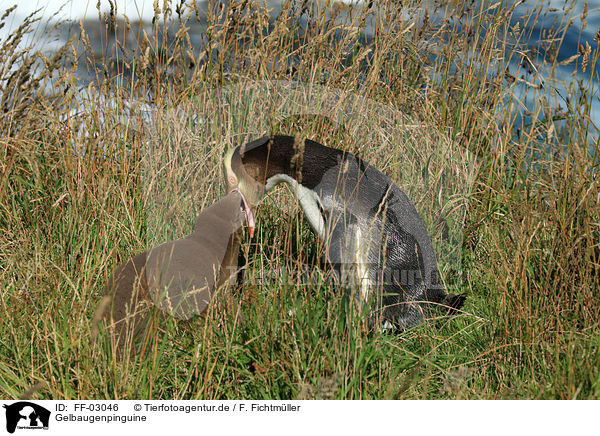 Gelbaugenpinguine / yellow-eyed penguins / FF-03046