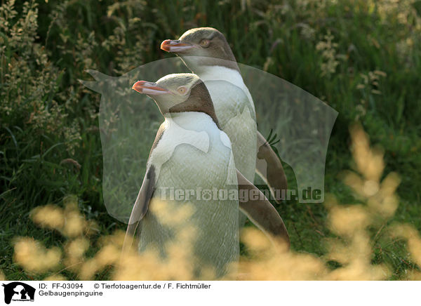 Gelbaugenpinguine / yellow-eyed penguins / FF-03094