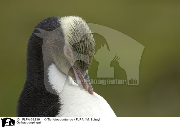 Gelbaugenpinguin / Yellow-eyed Penguin / FLPA-03236