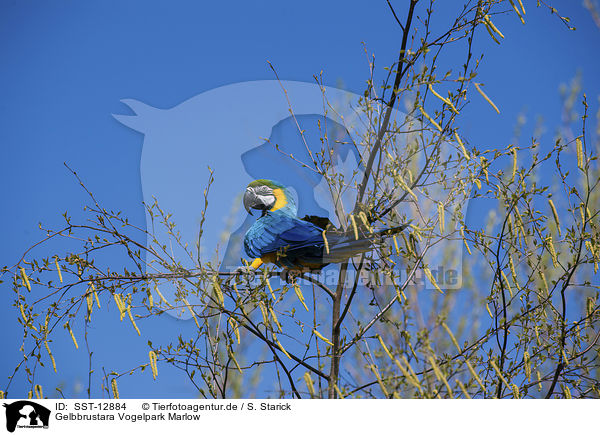 Gelbbrustara Vogelpark Marlow / blue and gold macaw Bird Park Marlow / SST-12884
