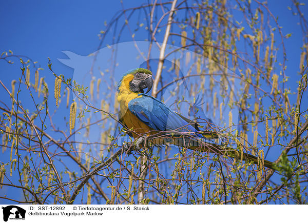 Gelbbrustara Vogelpark Marlow / blue and gold macaw Bird Park Marlow / SST-12892