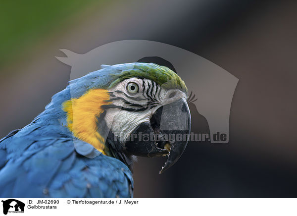 Gelbbrustara / blue and gold macaw / JM-02690