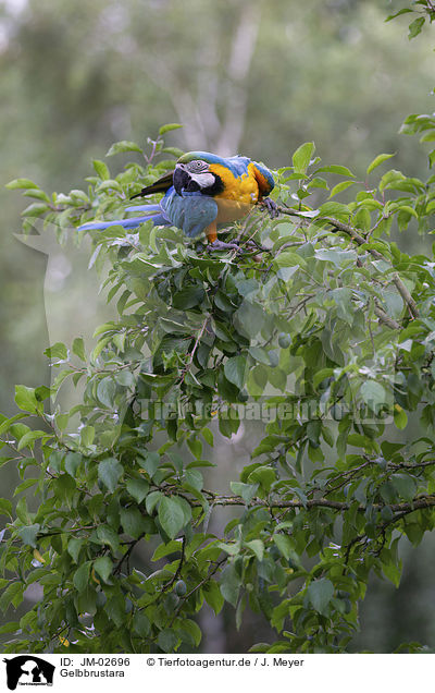 Gelbbrustara / blue and gold macaw / JM-02696